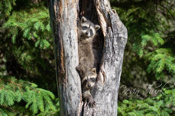 Raccoon cubs in a tree picture