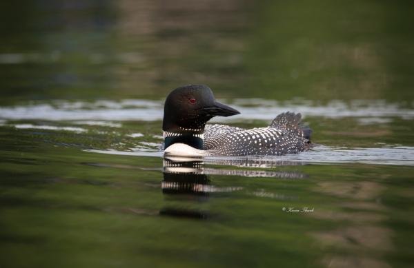 Loon picture