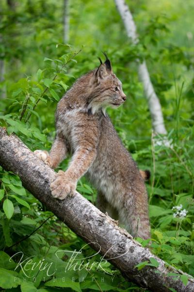 Lynx looking over it's shoulder picture