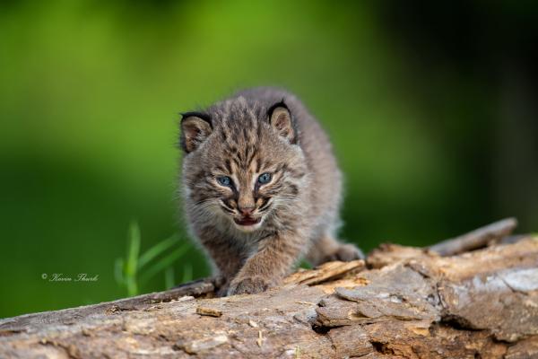 Bobcat Kitten on a log