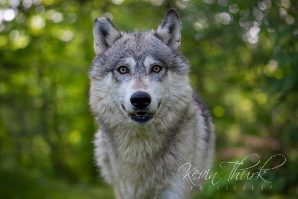 Wolf portrait picture