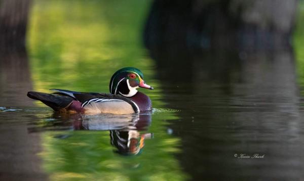 Wood Duck Drake (01) picture