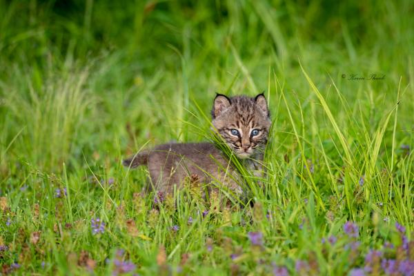 Bobcat Kitten (Close up) picture