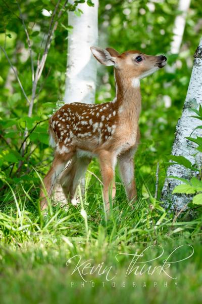 Fawn in birch trees picture