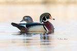 Wood Duck Pair (01)