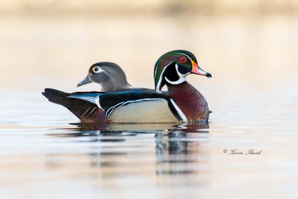 Wood Duck Pair (01) picture