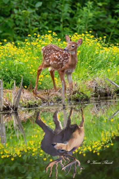 Reflection of Wisdom picture