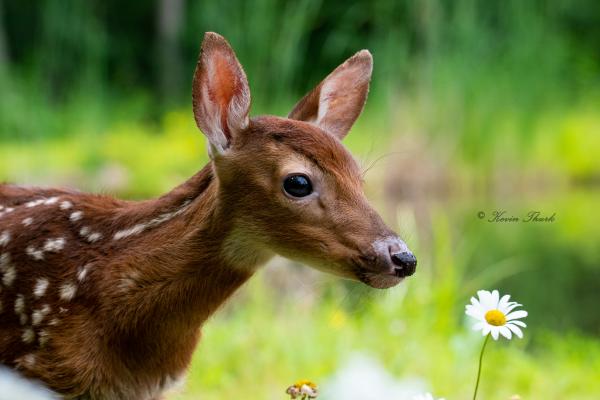 Fawn Close up