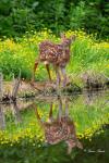 Fawn Reflection