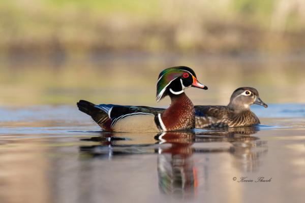 Wood Duck Pair (02) picture