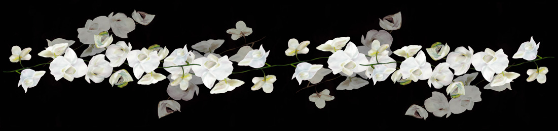 Orchids with Love Silk Scarf on Black