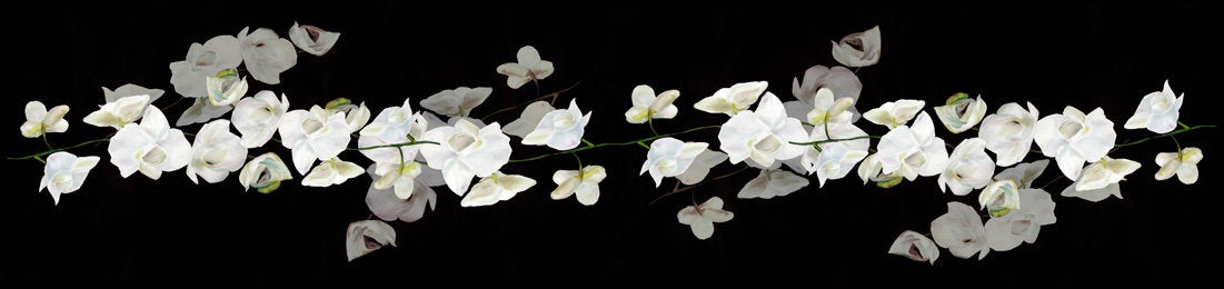 White Tropical Orchids on Black picture
