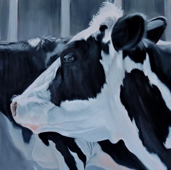 Moo picture