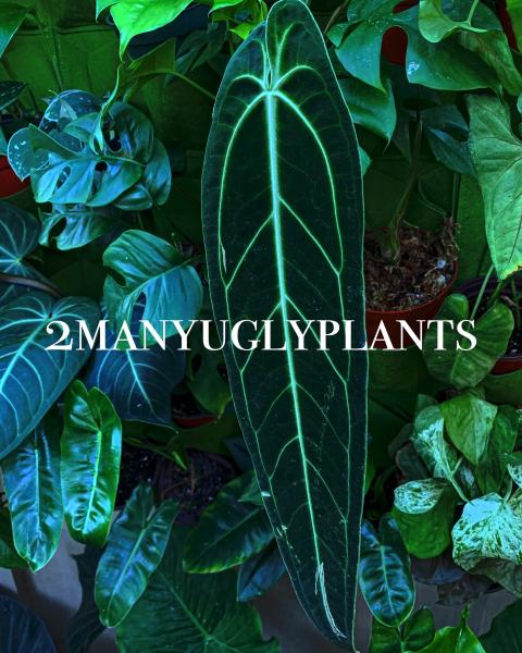 2 many ugly plants