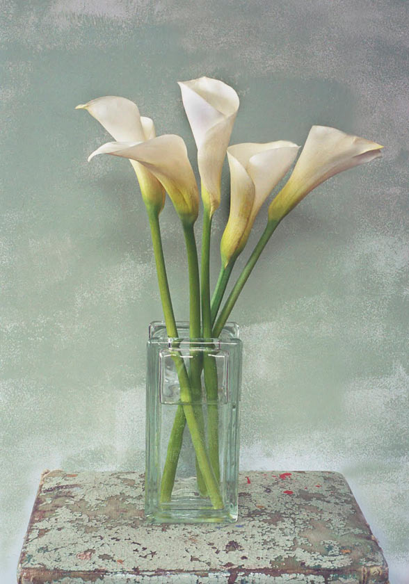 Callas in vase - P101 - 8X10 matted 11X14