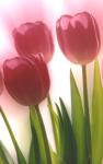 Three Pink Tulips - P252 - 8X10 matted 11X14