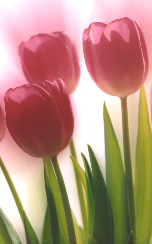 Three Pink Tulips - P252 - 8X10 matted 11X14 picture