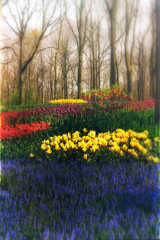 Keukenhof - P42 - 11X14 matted 16X20 picture