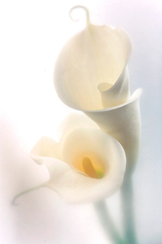 Calla Lilies - P100 - 11X14 Framed 16X20 picture