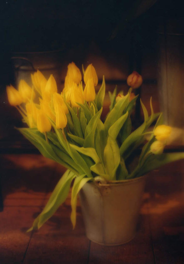 Yellow Tulips - P132 - 8X10 matted 11X14 picture