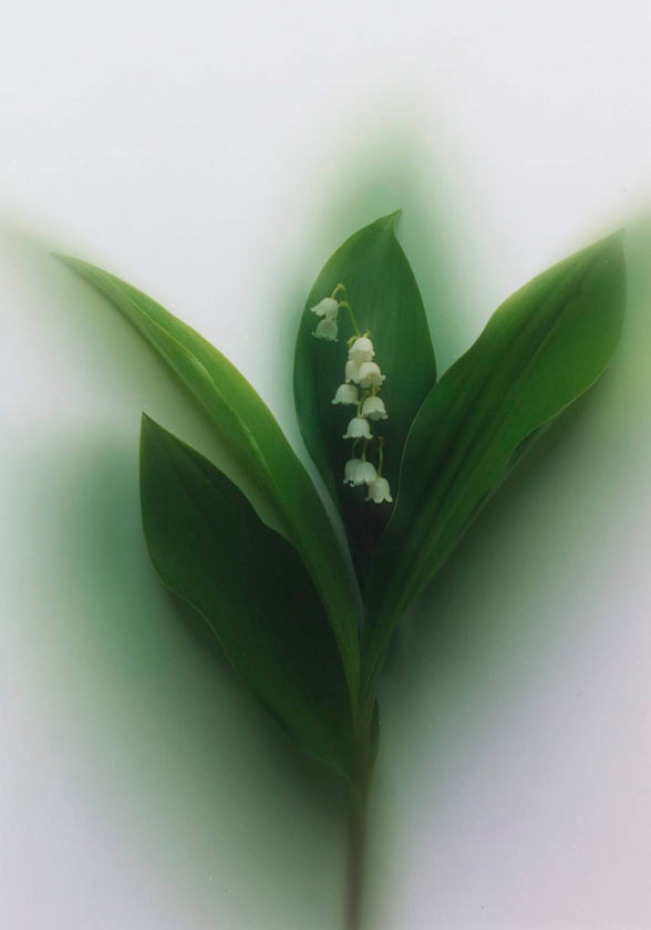 Lily of the Valley - white - 11X14 matted 16X20 picture