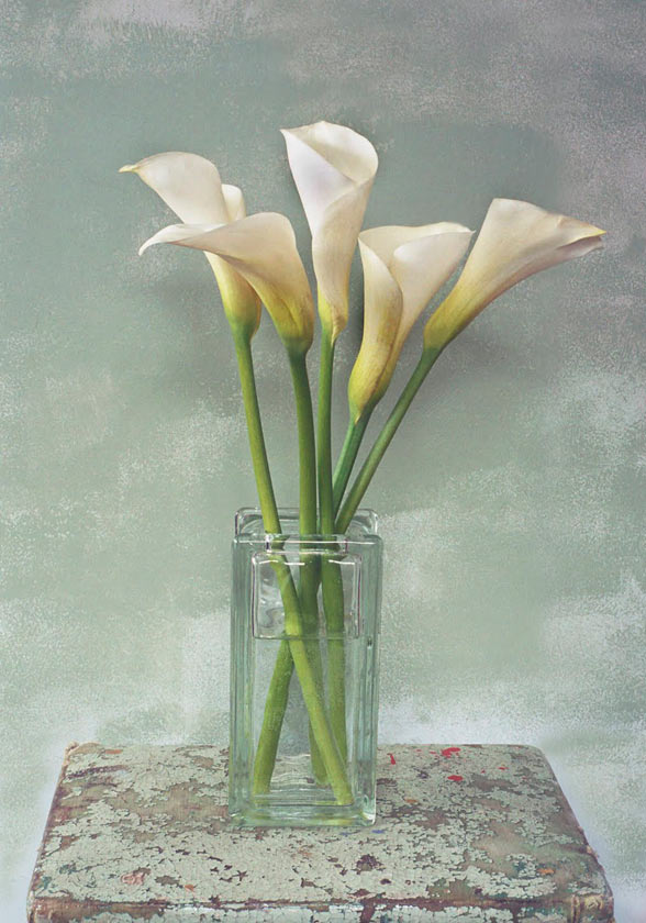 Callas in vase - P101 - 5X7 matted 9X12 picture