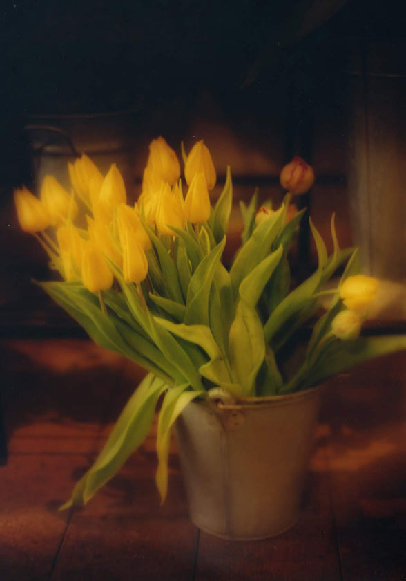 Yellow Tulips - P132 - 5X7 matted 9X12