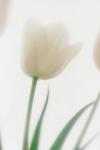 White Tulip - P265 - 8X10 matted 11X14