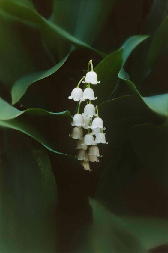Lily of the Valley - P15 - 11X14 Framed 16X20