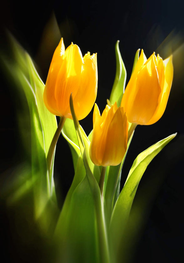 Yellow Tulips on black - 8X10 matted 11X14 picture