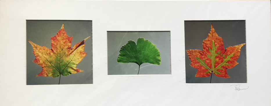 Three Leaves - TR11 - Framed