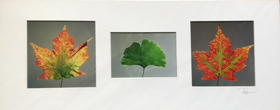 Three Leaves - TR11 - Framed picture