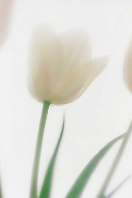 White Tulip - P265 - 5X7 matted 9X12 picture