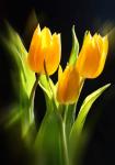 Yellow Tulips on black - 5X7 matted 9X12