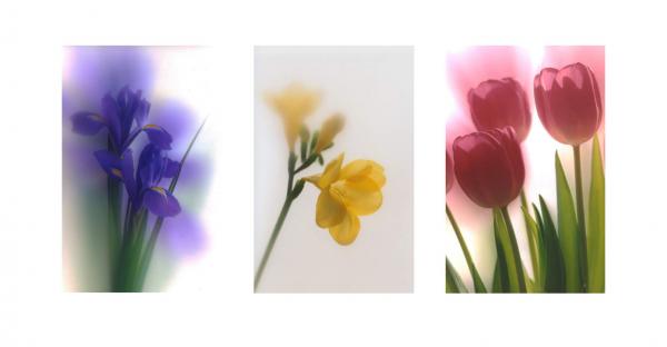 Three Flowers - TR19