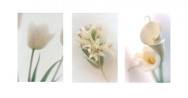 Three White Flowers - TR10