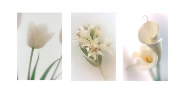 Three White Flowers - TR10 picture