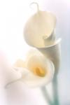 Calla Lilies - P100 - 8X10 matted 11X14