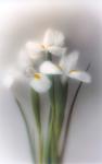 White Iris - P72 - 11X14 matted 16X20