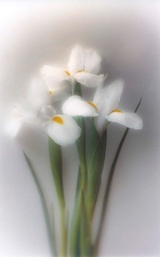 White Iris - P72 - 11X14 matted 16X20 picture