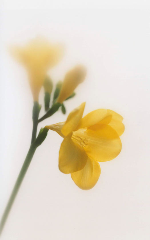 Freesia - P11 - 11X14 matted 16X20