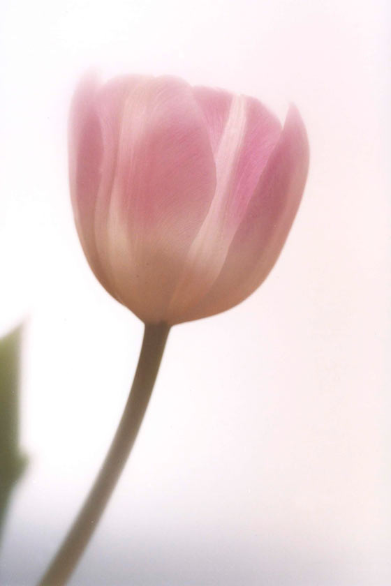 Pink Tulip - P10 - 11X14 matted 16X20 picture