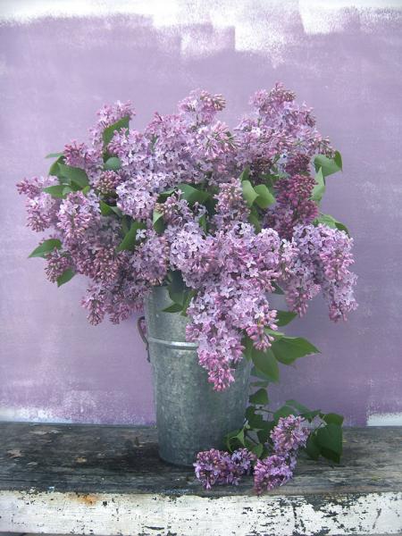 Lilacs tin - P115 - 11X14 matted 16X20 picture