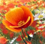 California Poppies