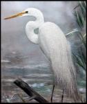 Snowy Heron