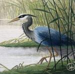 Blue Heron