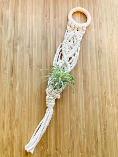 Air Plant Hanger picture