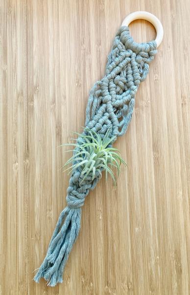 Air Plant Hanger picture