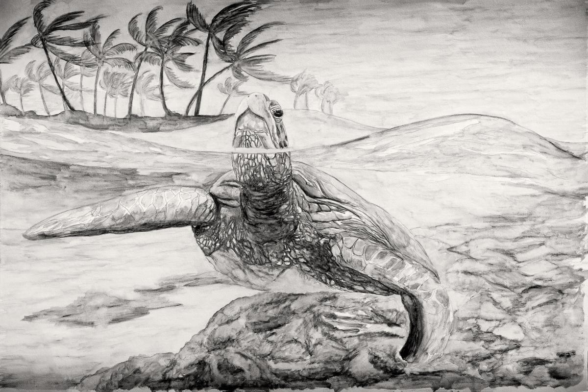 Honu Ka Hanu picture