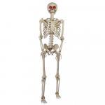 Poseable Skeleton